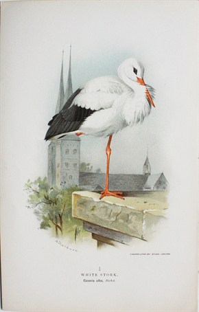 White stork - Ciconia alba - Archibald Thornburn