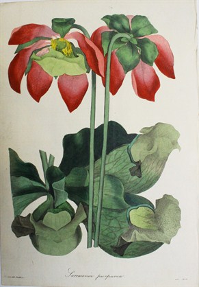 Sarracenia Purpurea - Samuel Holden