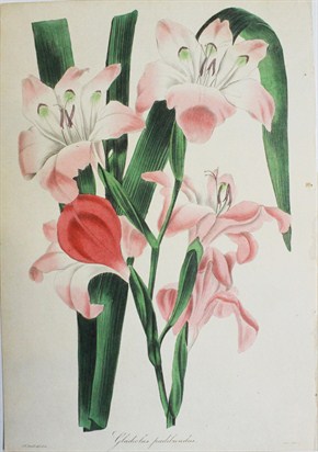 Gladiolus pudibundus -  F.W. Smith
