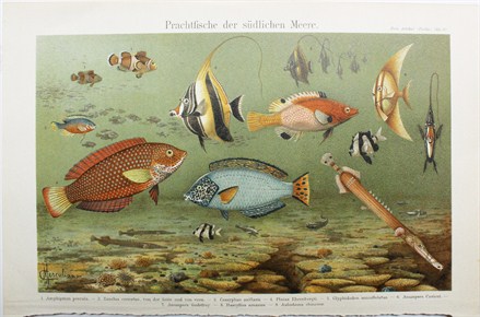Prachtfische der sudlichen meere - Comingio Merculiano
