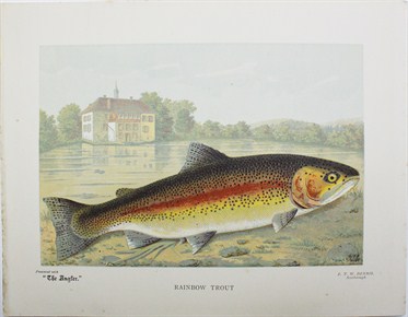 Rainbow trout - Frank Lydon