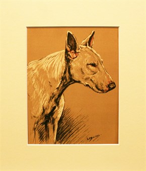 Bull terrier - K.F.Barker