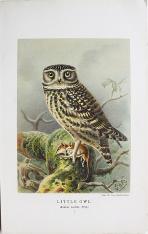 Little owl - John Gerrard Keulemans