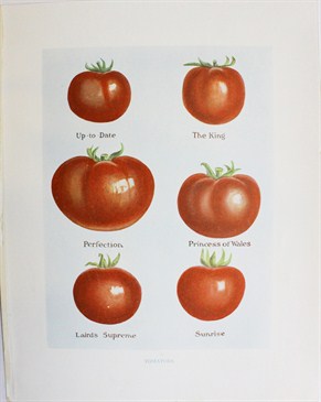 Tomatoes (pomodori)