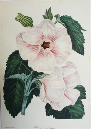 Hibiscus  splendens - Samuel Holden